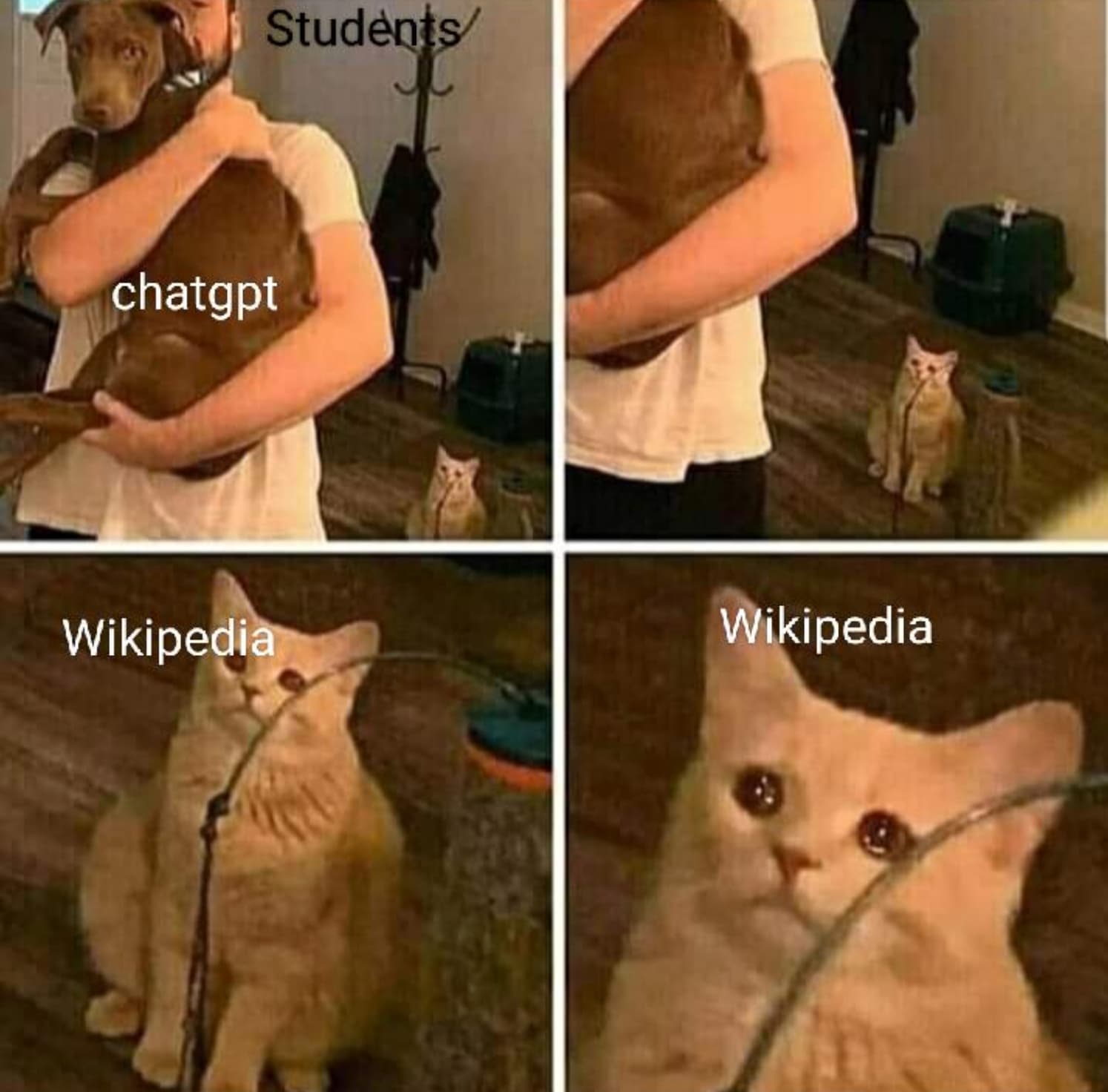 cat betrayal meme - chatgpt Students Wikipedia Wikipedia